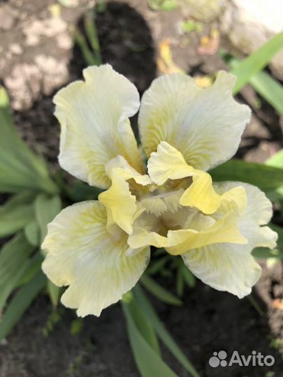 Ирис карликовый бордюрный 60 сортов