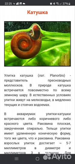 Улитки аквариумные отдам