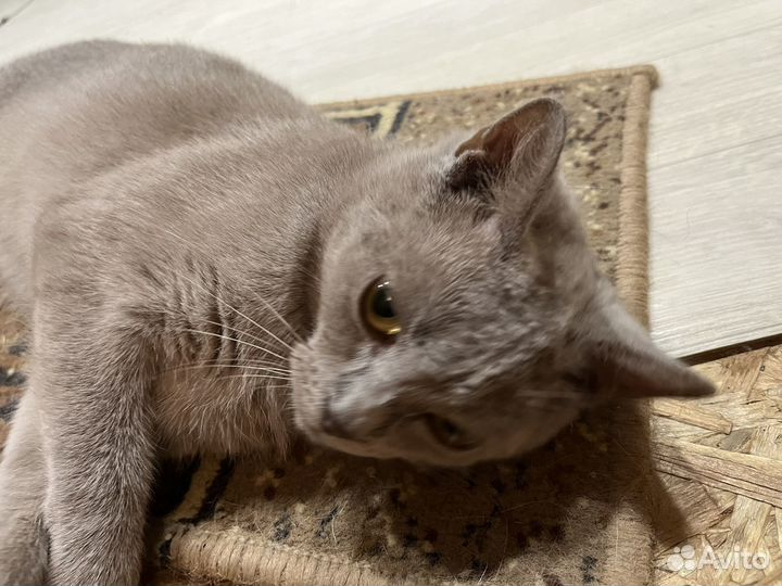 Британская кошка в добрые руки