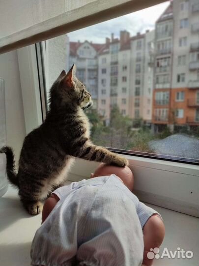 Котенок Басик в добрые руки