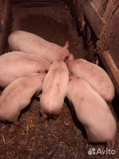 Поросята
