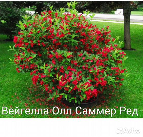 Вейгелла Олл Саммер Ред