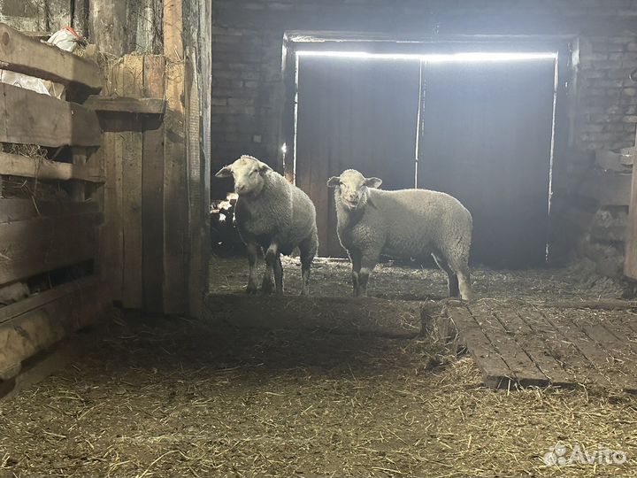 Бараны тексель