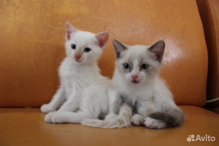 Отдам котят