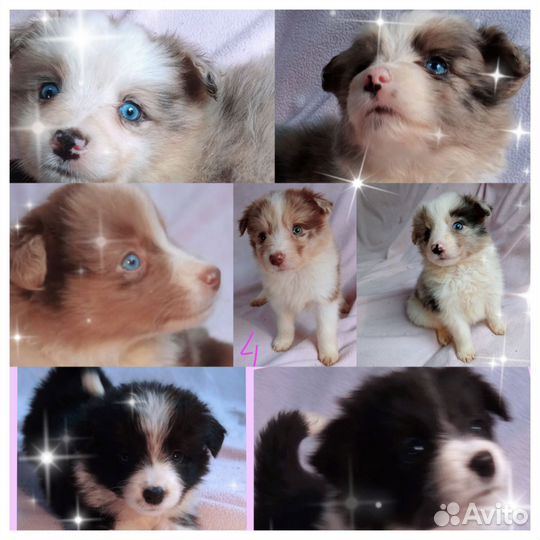 Щенки бордер колли