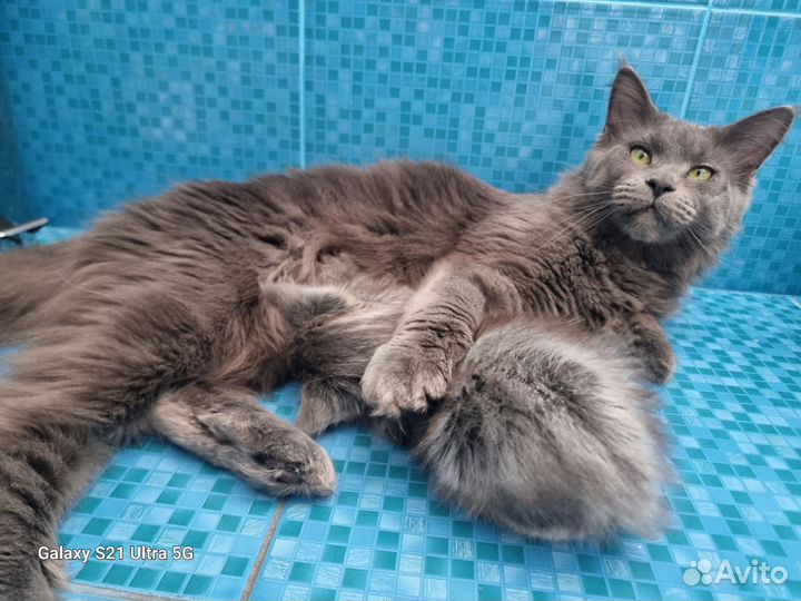 Котята мейн-кун