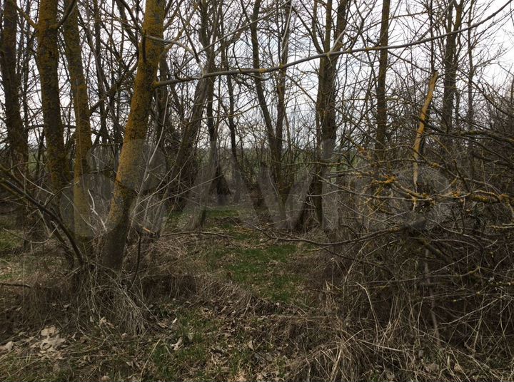 Участок 10 сот. (СНТ, ДНП)