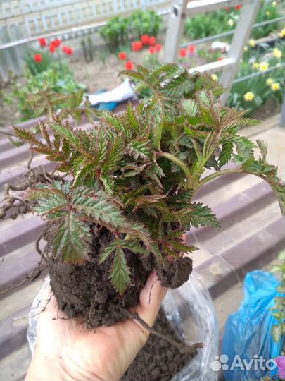 Малина земляничная (Тибетская)