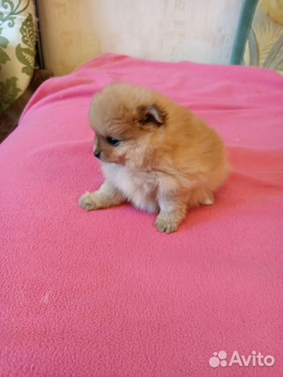 Девчули-красотули