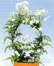 Жасмин комнатный из частной теплицы