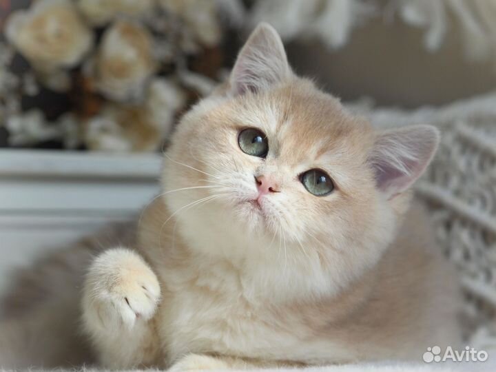 Британская девочка редкого окраса