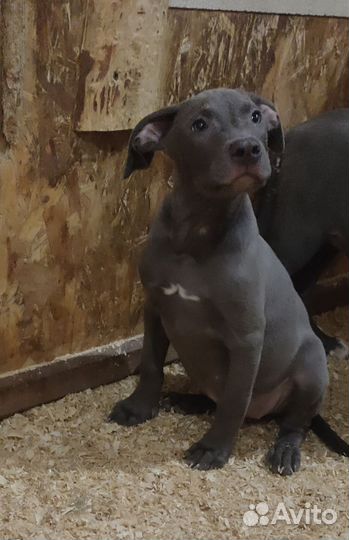 Американский питбультерьер щенки