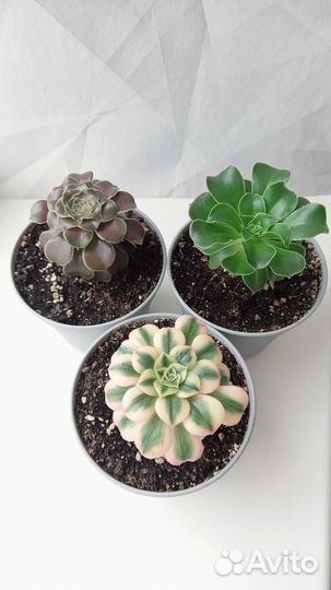 Эониумы древовидные коллекция набором