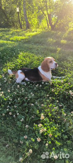 Вязка бигль