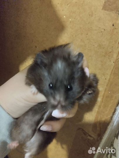 Сирийский хомяк