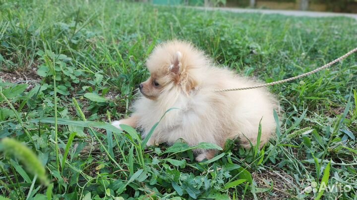 Шпиц девочка