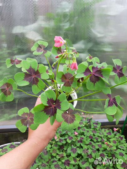 Кислица оксалис