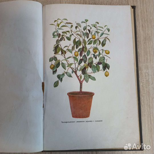 Комнатное цветоводство 1937 г