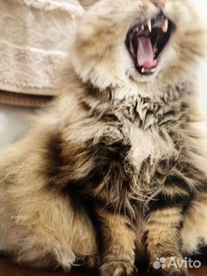 Самый веселый в мире кот Лео