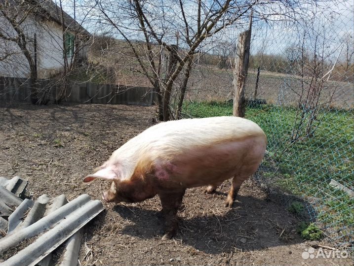 Хряк Иннокентий 2 годика, на племя