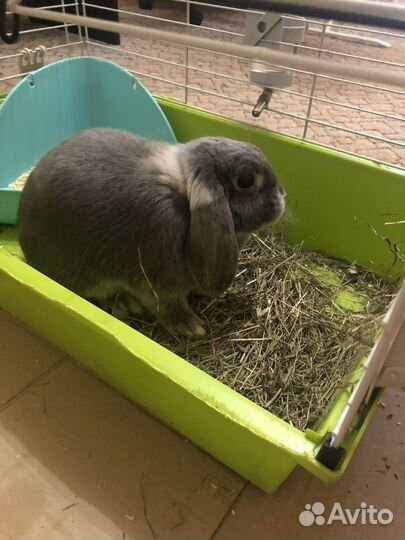 Кролик декоративный вислоухий