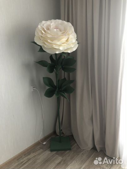 Ростовая роза
