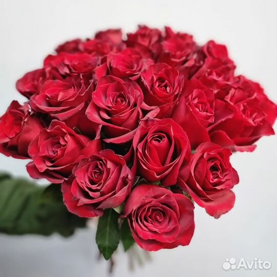 Доставка 46-10-00. Цветы. 23 Красных Розы 60см