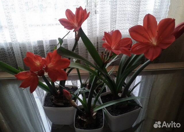 Комнатное растение валлота фото Валлота купить в Брянске Товары для дома и дачи Авито