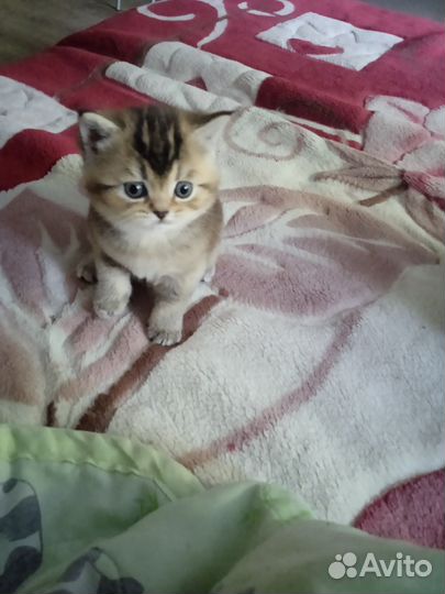 Котёнок