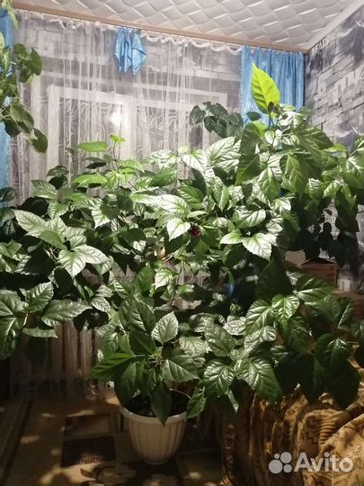 Гибискус китайская роза