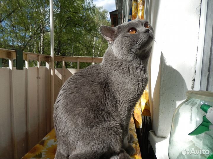 Британский кот международный чемпион. Вязка