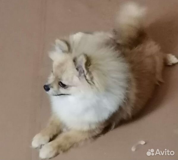 Шпиц. Девочка. 6 месяцев