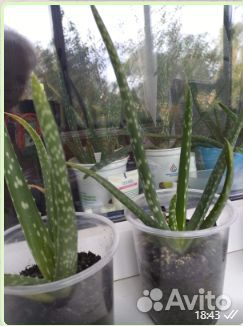 Алоэ саженец