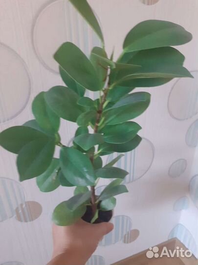 Фикус Микрокарпа Мокламе