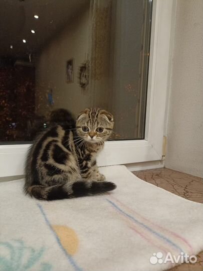 Шотландские вислоухие котята