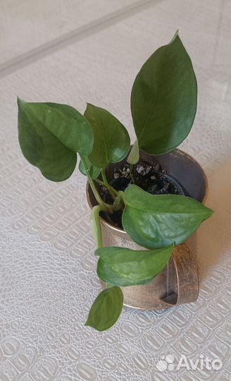 Сциндапсус глобал грин