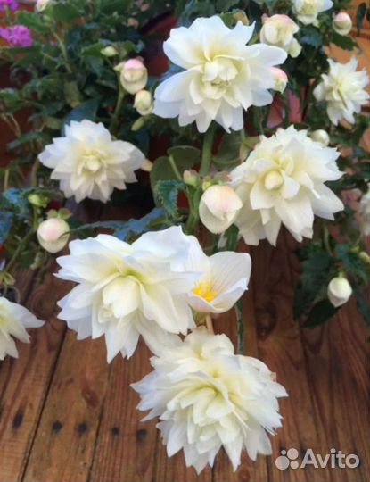 Бегония белекония белая