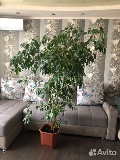 Фикус бенджамина 2м
