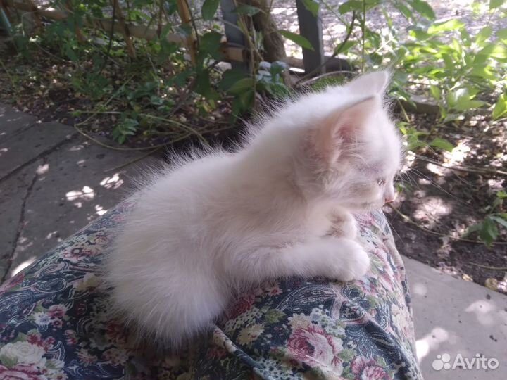 Белоснежный красавец Снежок и Белая кошка Белка