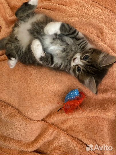 Котята крысоловы