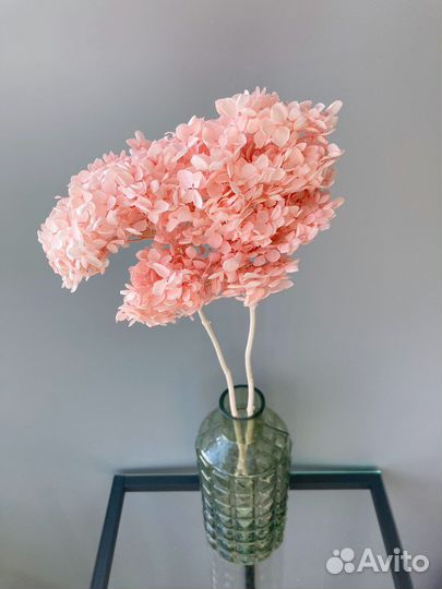 Гортензия сухоцвет