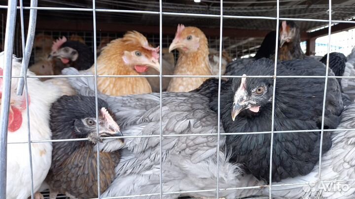 Куры Несушки