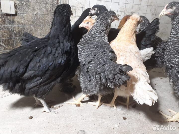 Куры Несушки