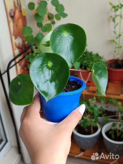 Пеперомия Raindrop