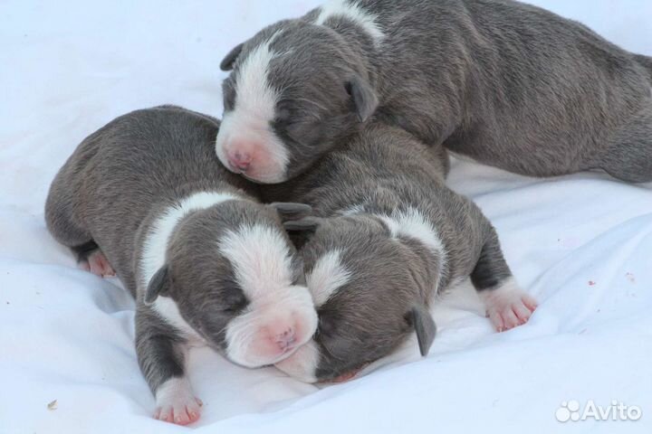 Щенки Амстаффа