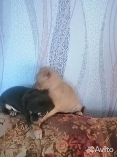 Щенки тойтерьера