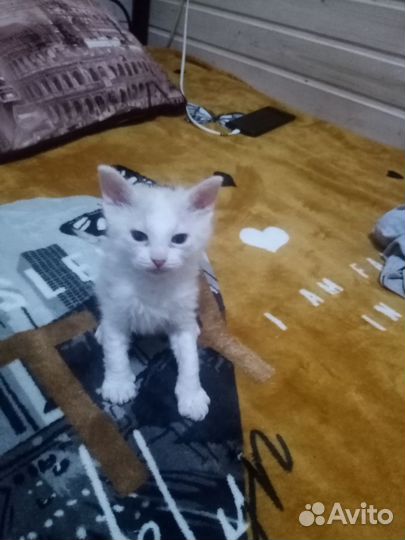 Котята в добрые руки бесплатно
