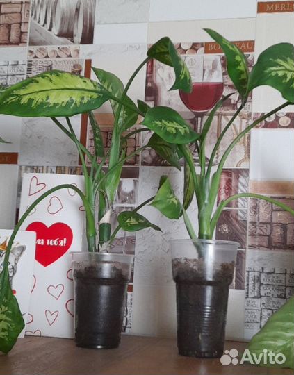 Комнатные растения цветы