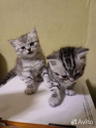 Шотландская