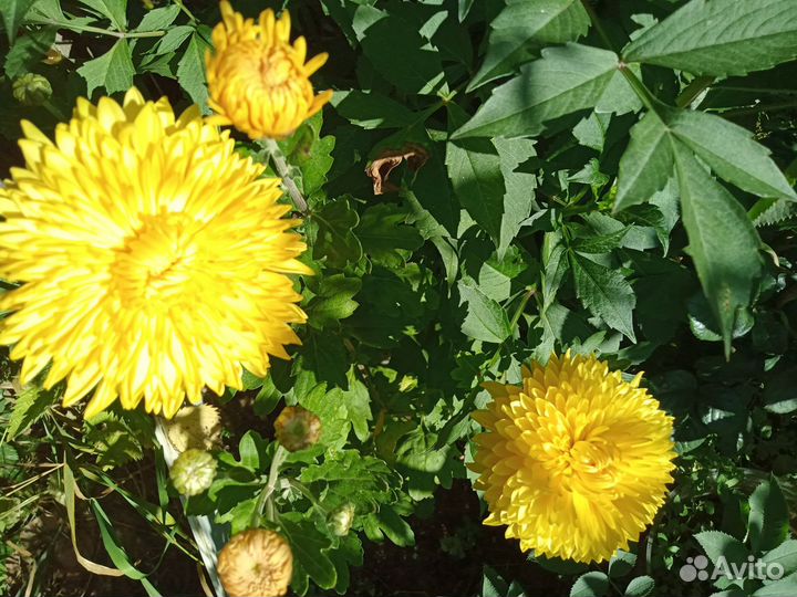 Растения для сада